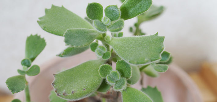 ladismithensis