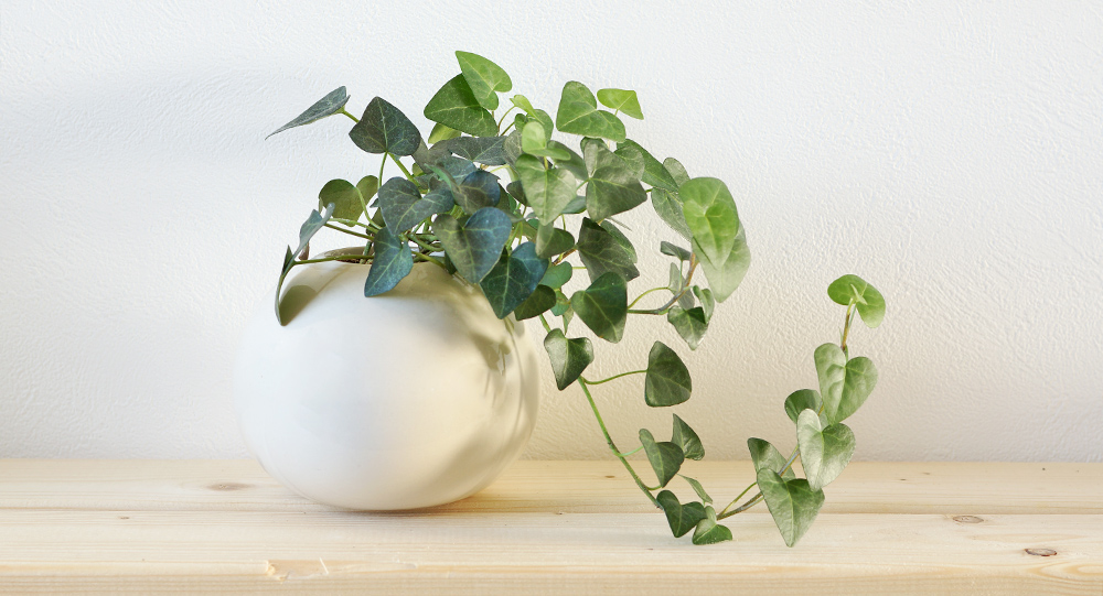 ヘデラ属の観葉植物 ヘデラ・スイートハートの基本的な育て方をご紹介