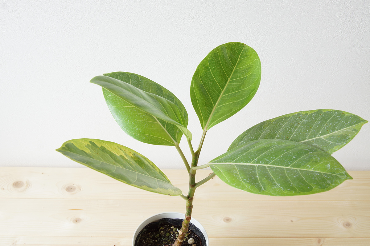 フィカス属の観葉植物 アルテシーマ アルティシマ の基本的な育て方をご紹介します Uchi De Green Note
