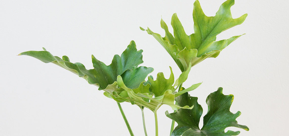 独特の葉のカタチが魅力のフィロデンドロン セローム ウチデグリーン Uchi De Green