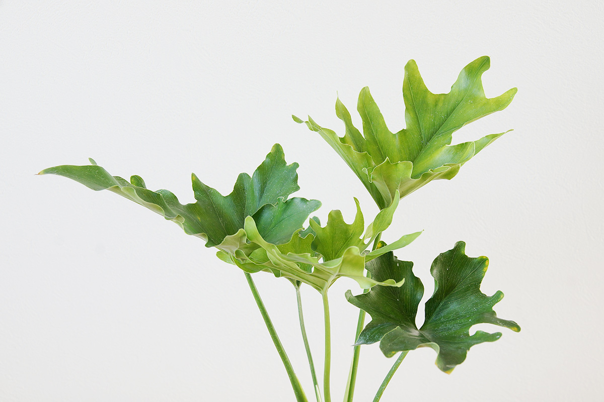 独特の葉のカタチが魅力のフィロデンドロン セローム Uchi De Green ウチデグリーン
