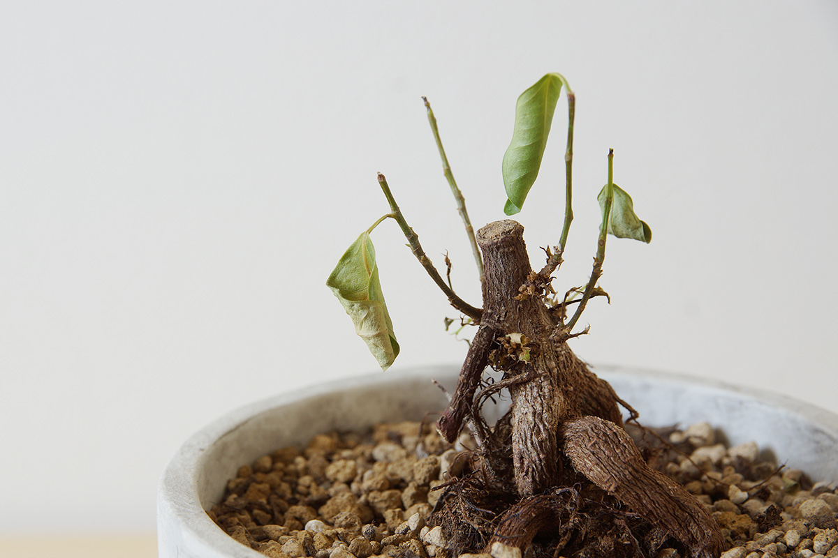 冬の寒さの影響で状態を悪くしてしまった植物残りの5種 Uchi De Green ウチデグリーン