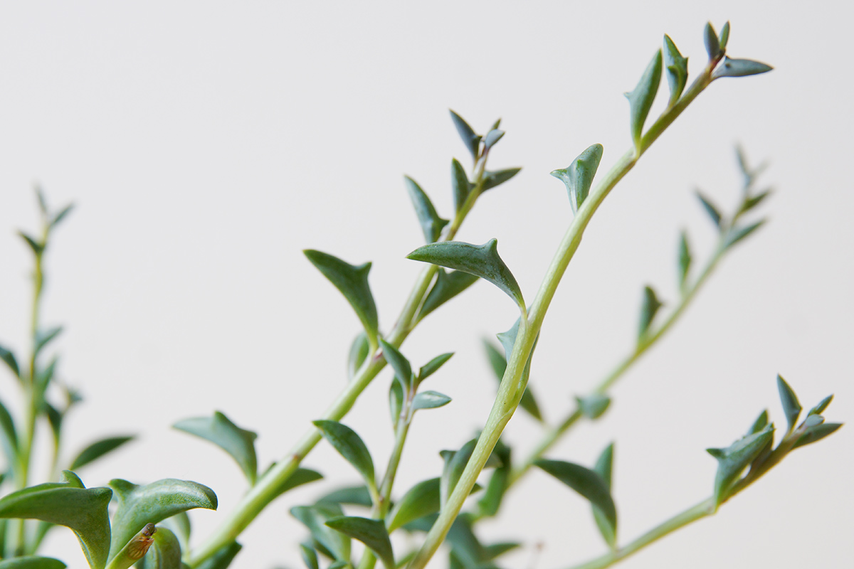 ユニークな葉のカタチが特徴のドルフィンネックレス セネシオ ペレグリヌス ウチデグリーン Uchi De Green