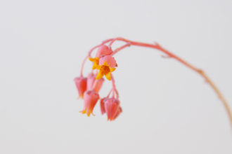春を迎え明確な生長がうかがえる桃太郎と釣鐘型の花 ウチデグリーン Uchi De Green