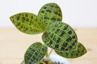 宝石蘭こと恍惚な葉が圧巻のジュエルオーキッド マコデス ペトラ ウチデグリーン Uchi De Green