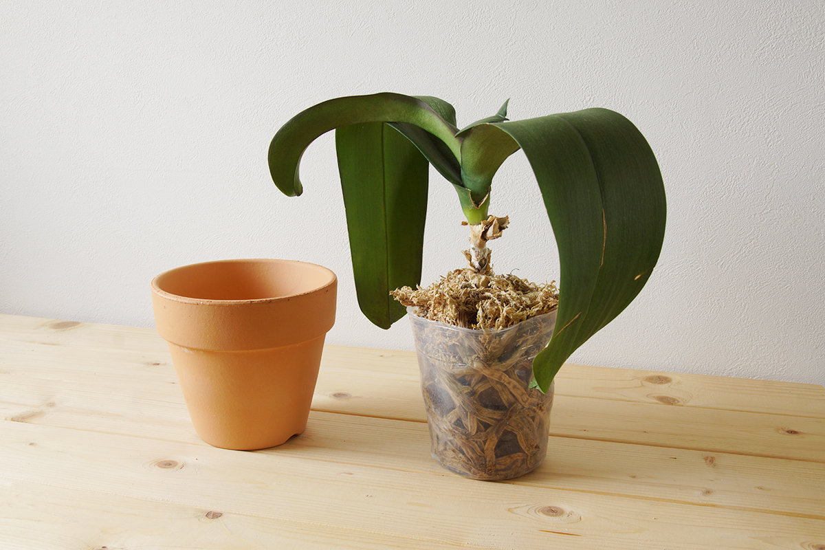 弱々しい胡蝶蘭を素焼きの鉢へ植え替え | ウチデグリーン | UCHI de GREEN