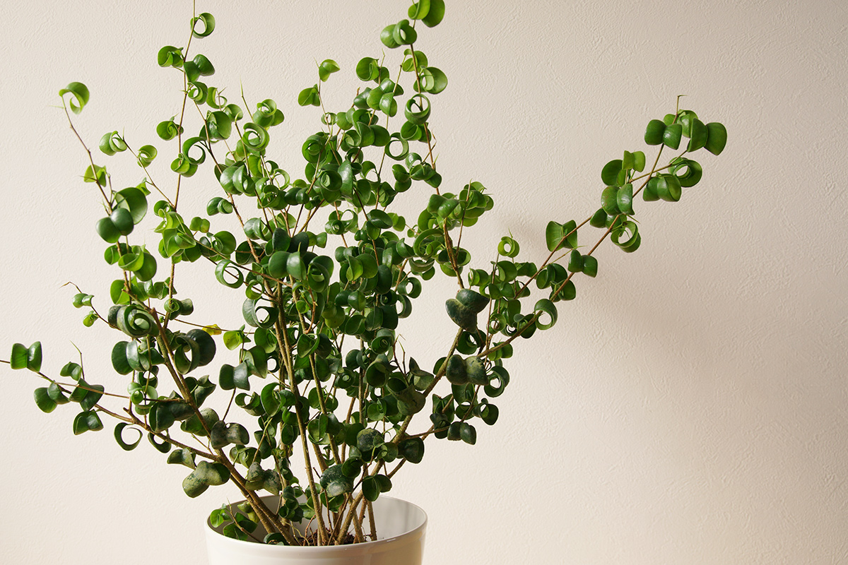 ハート型がかわいい観葉植物用の錠剤肥料 Uchi De Green ウチデグリーン