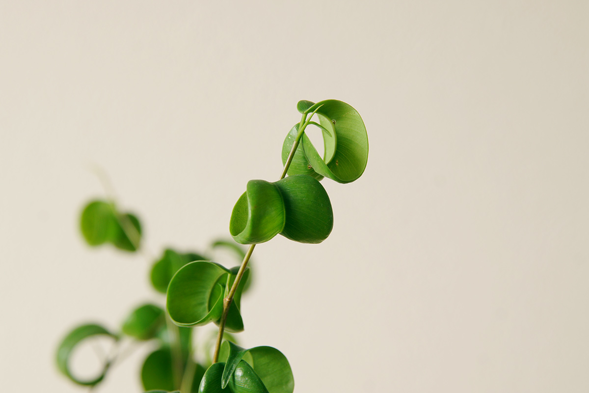 ハート型がかわいい観葉植物用の錠剤肥料 ウチデグリーン Uchi De Green