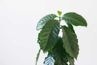 苗から1年育てたコーヒーの木 ウチデグリーン Uchi De Green