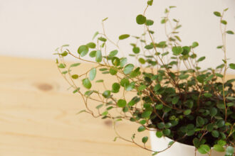 春まで待ちきれないワイヤープランツの植え替え ウチデグリーン Uchi De Green