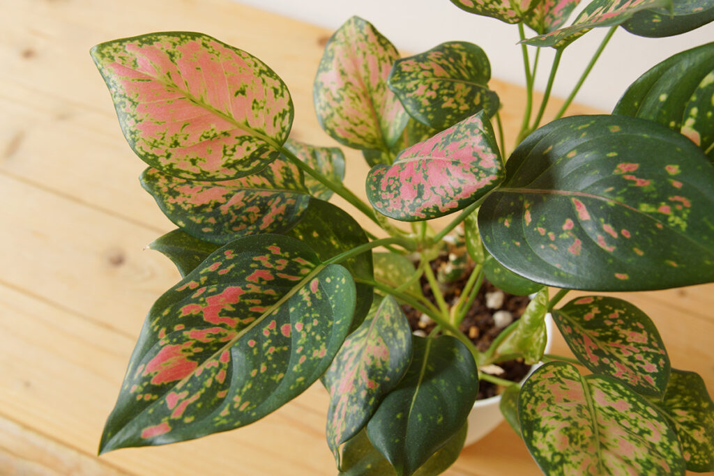 アグラオネマ・アンニャマニーの未完成熟 | ウチデグリーン | UCHI de